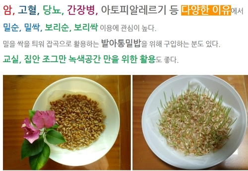 강원 평창 대관령청정농원, 밀순 8kg (2kg 단위 4주 배송)