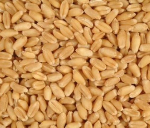 전국우리밀생산자, 밀씨 5kg  (종자, 씨앗, 통곡식)